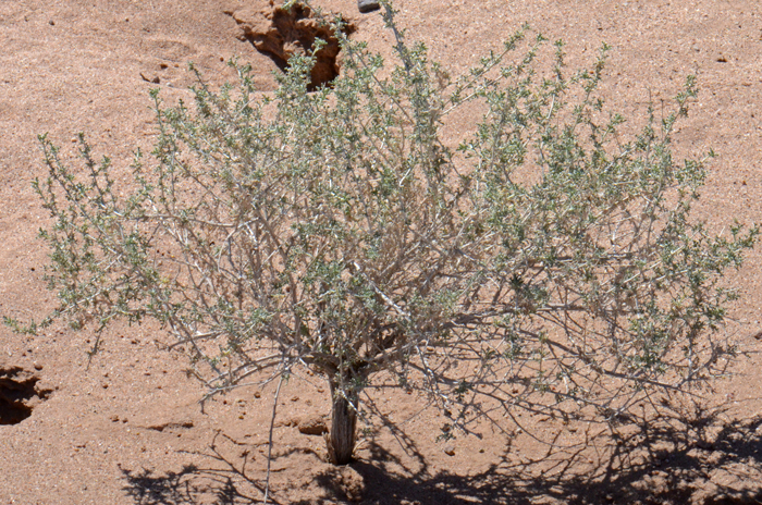 White Bursage is one of the dominant or co-dominant species in the Sonoran and Mojave Deserts, much more so in the Mojave Desert plant communities. White Bursage thrives in poor alkaline soil conditions and is often found in open bare areas with Creosote Bushes (Larrea tridentata). Ambrosia dumosa White Bursage is one of the dominant or co-dominant species in the Sonoran and Mojave Deserts, much more so in the Mojave Desert plant communities. White Bursage thrives in poor alkaline soil conditions and is often found in open bare areas with Creosote Bushes (Larrea tridentata). Ambrosia dumosa